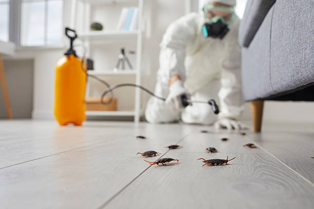 Commercial Rodent Management in South Apopka